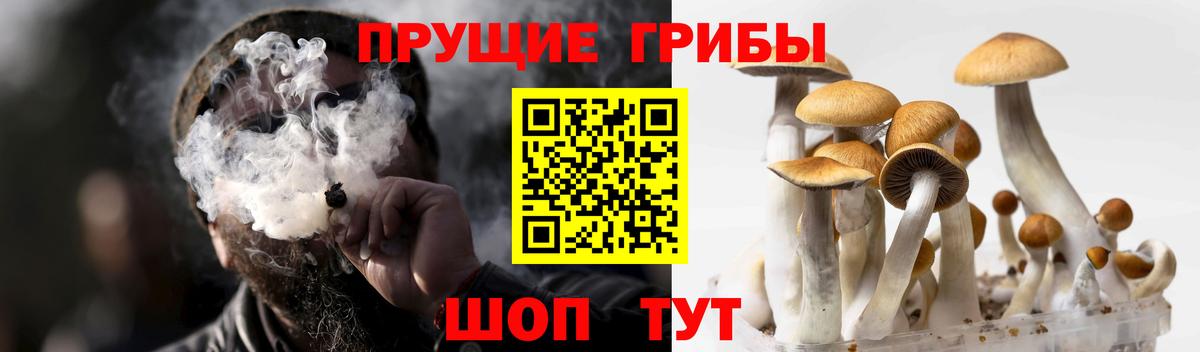 Галлюциногенные грибы Psilocybine cubensis  Псилоцибиновые грибы прущие грибы  Екатеринбург  Вход с VPN 